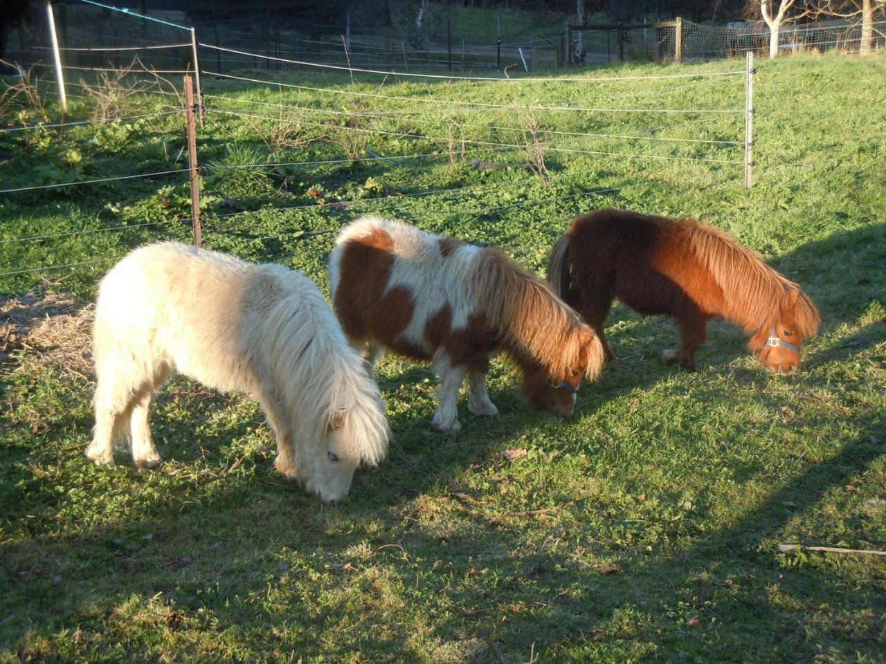 Whispering Spirit Holiday Cottages & Mini Ponies Franklin Exterior photo